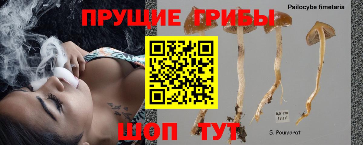 Ивантеевка  Галлюциногенные грибы Psilocybine cubensis  Вход с VPN 